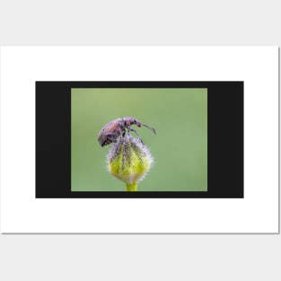 Nettle Weevil on Buttercup Bud Posters and Art